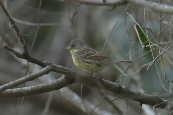 Sat, 2/16/2019 Birding report at 滋賀県甲賀市甲南町創造の森