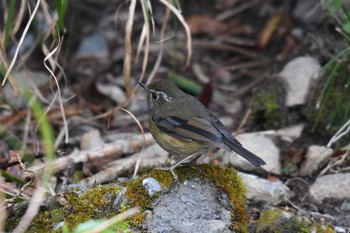 White-browed Bush Robin