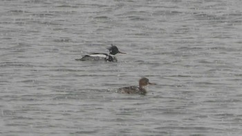 2019年2月16日(土) キラキラ公園(苫小牧)の野鳥観察記録