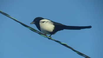 カササギ 勇払原野 2019年2月16日(土)