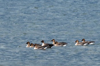 Tundra Bean Goose 曽根干潟(曾根干潟) Sat, 2/16/2019