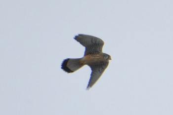 2019年2月16日(土) 相模川の野鳥観察記録