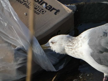 Sat, 2/16/2019 Birding report at 境川(境橋付近)