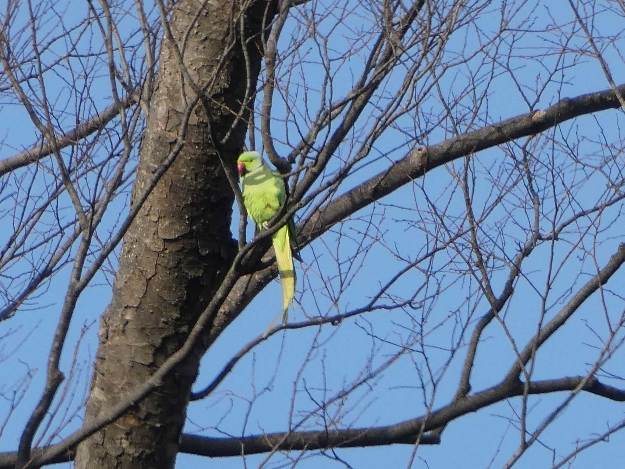 Photo of Rose-ringed Parakeet at 境川(境橋付近) by Kozakuraband