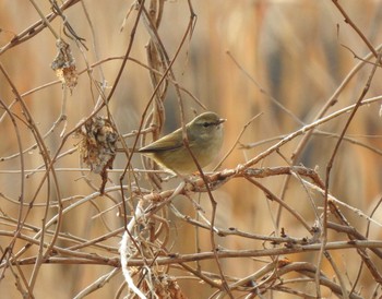 Japanese Bush Warbler 天白川 Sat, 1/13/2024