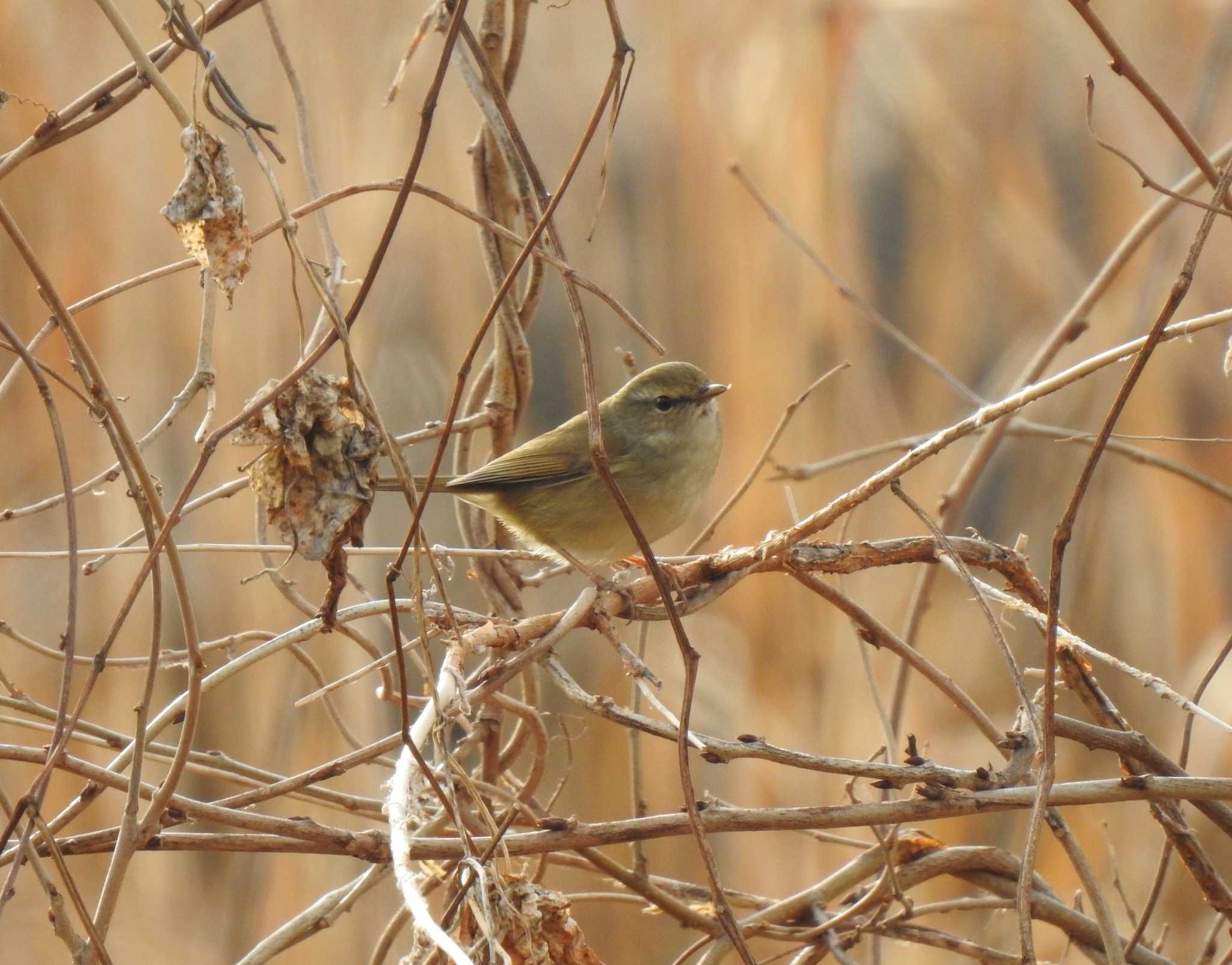 Japanese Bush Warbler