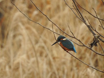 Common Kingfisher 天白川 Sat, 2/16/2019