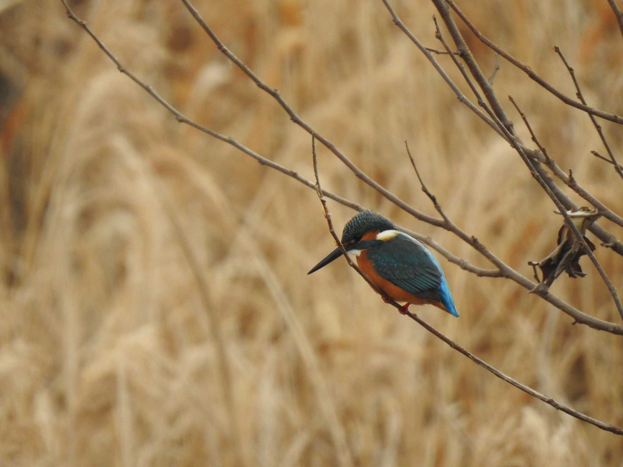 Photo of Common Kingfisher at 天白川 by サシバ2365