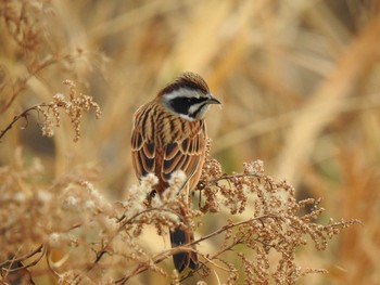 Meadow Bunting 天白川 Sat, 1/13/2024