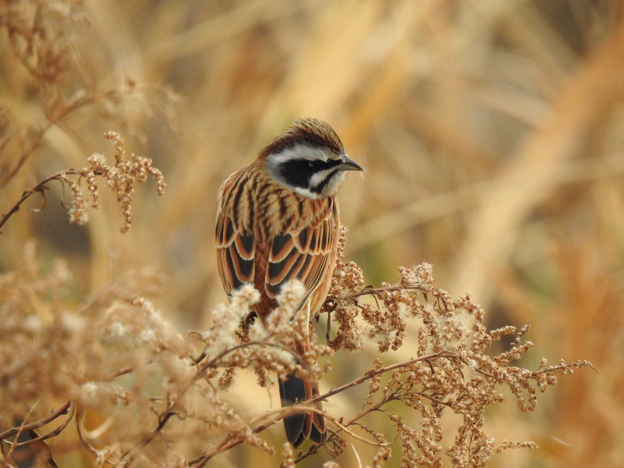 Meadow Bunting