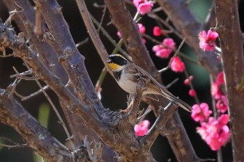 Yellow-throated Bunting 小幡緑地公園 Sat, 2/16/2019