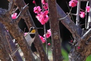 Yellow-throated Bunting 小幡緑地公園 Sat, 2/16/2019