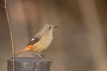 Daurian Redstart 小幡緑地公園 Sat, 2/16/2019