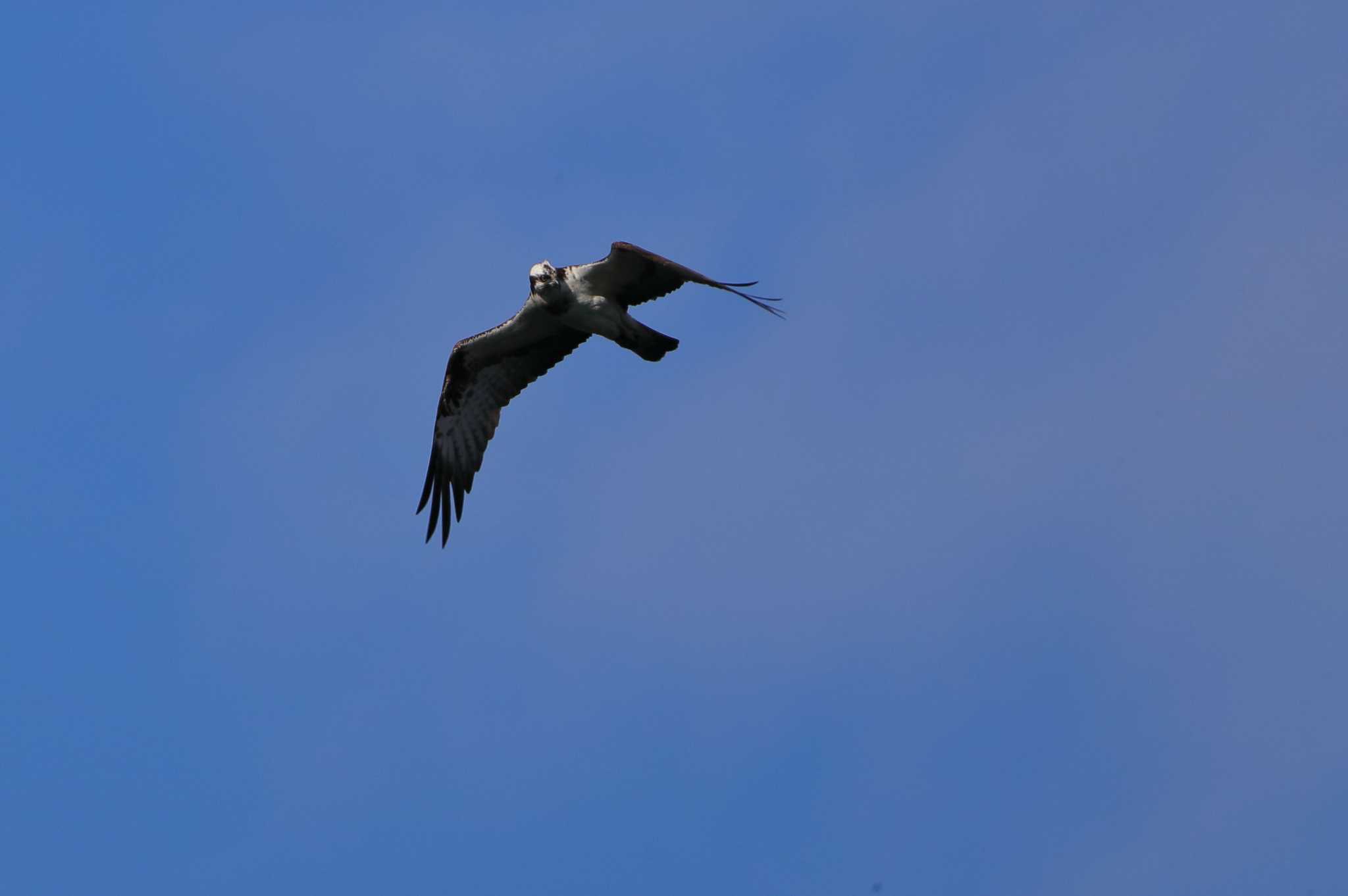 Photo of Osprey at 小幡緑地公園 by ma-★kun