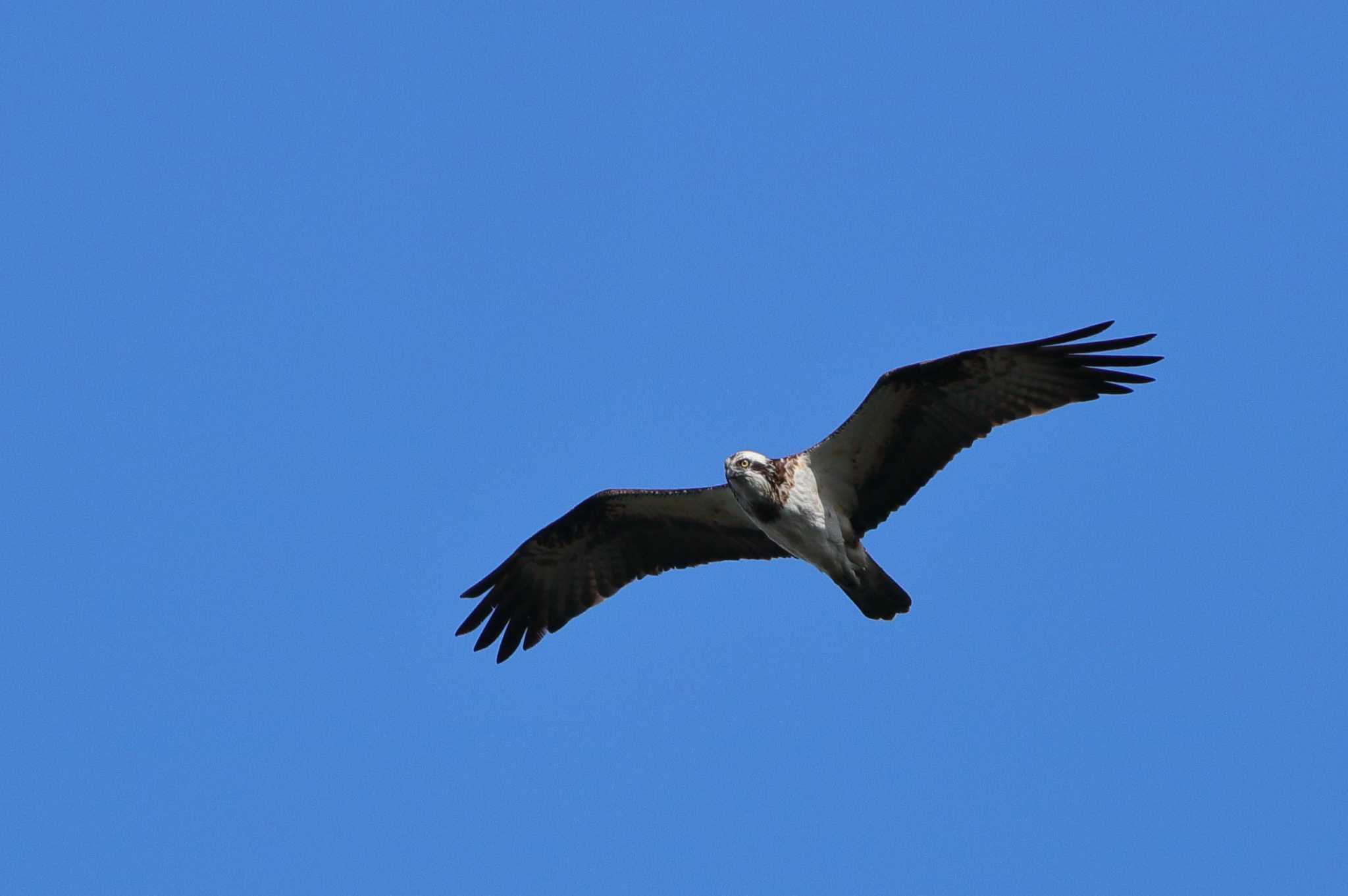 Photo of Osprey at 小幡緑地公園 by ma-★kun