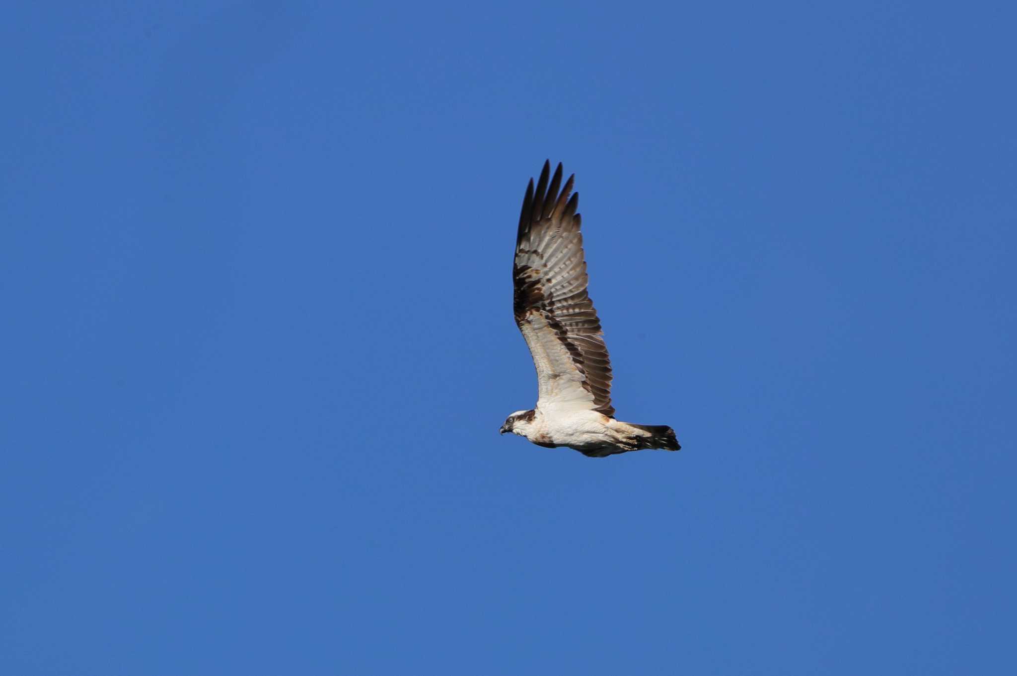 Photo of Osprey at 小幡緑地公園 by ma-★kun