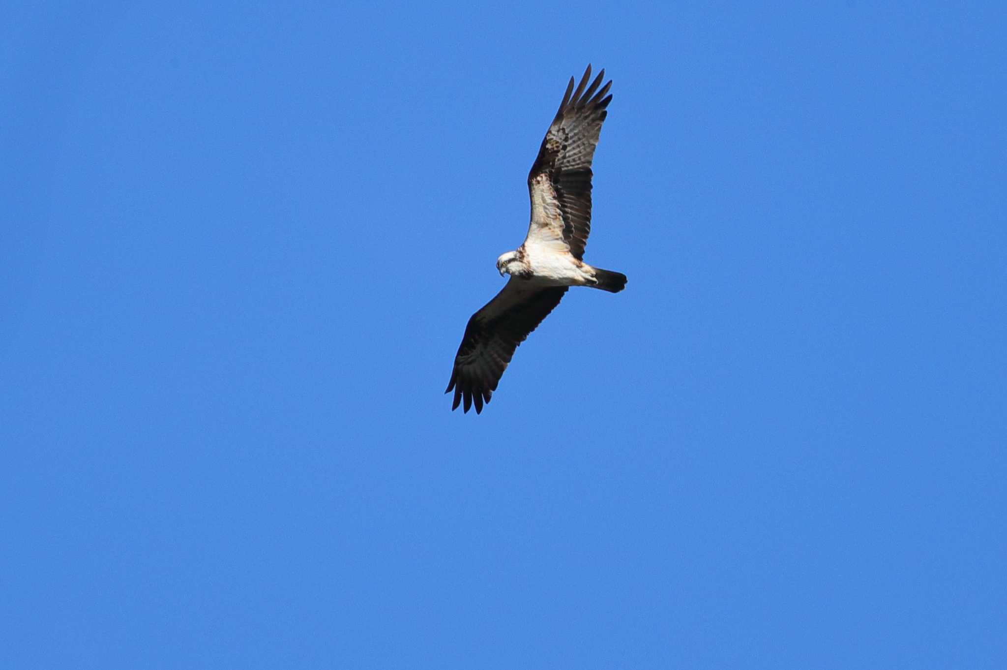 Photo of Osprey at 小幡緑地公園 by ma-★kun