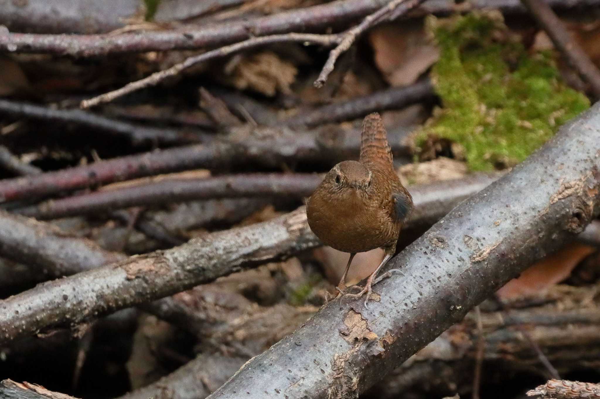 Photo of Eurasian Wren at 小幡緑地公園 by ma-★kun