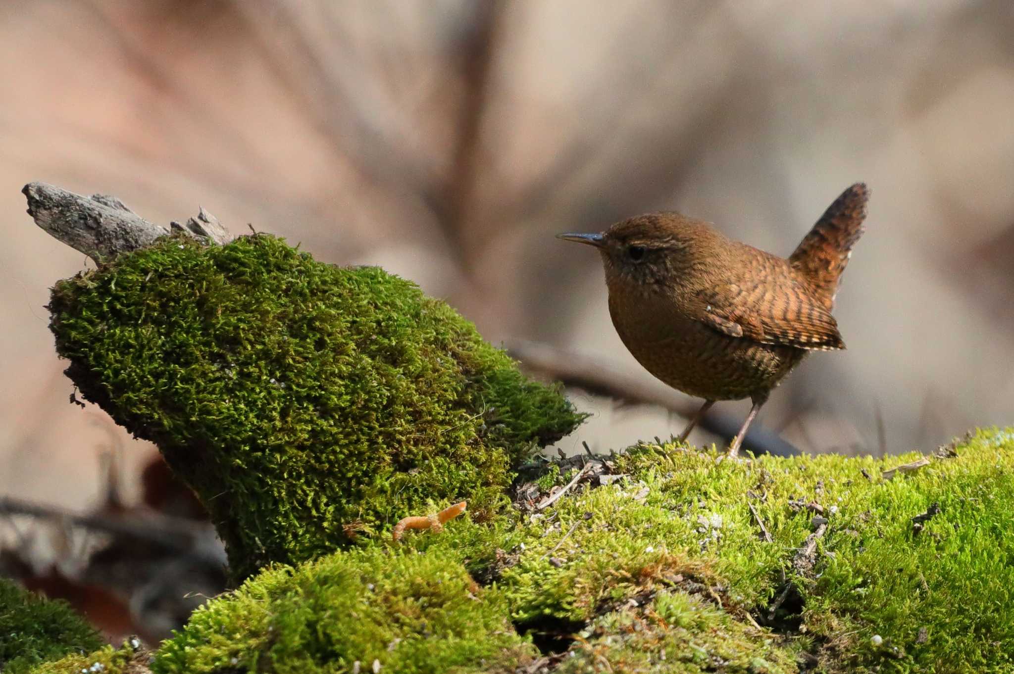 Photo of Eurasian Wren at 小幡緑地公園 by ma-★kun