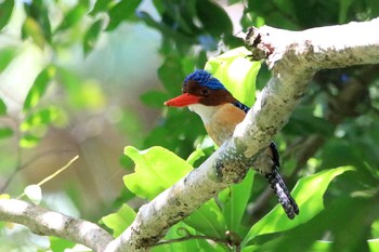 Banded Kingfisher Cat Tien National Park Sun, 12/2/2018