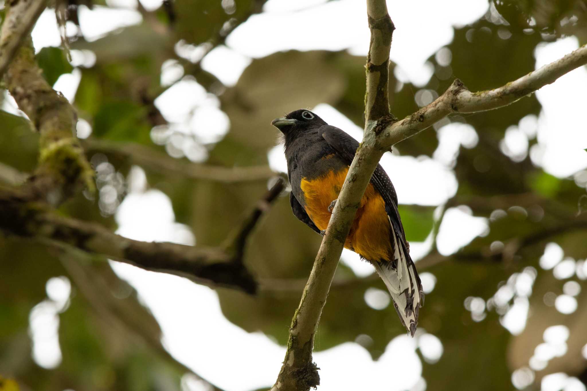 White-tailed Trogon