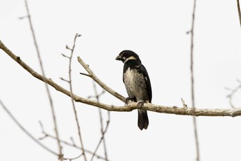 Variable Seedeater Cerro Azul Fri, 1/4/2019