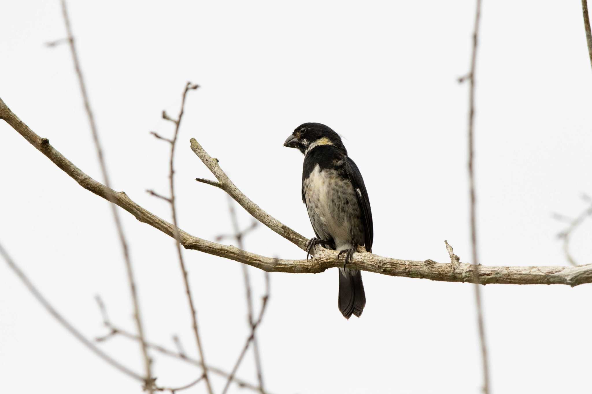 Variable Seedeater