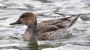 オナガガモ 昭和記念公園 2019年2月16日(土)