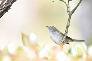 ウグイス 昭和記念公園 2019年2月16日(土)