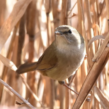 ウグイス 昭和記念公園 2019年2月16日(土)