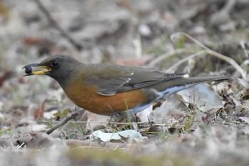 アカハラ 昭和記念公園 2019年2月16日(土)