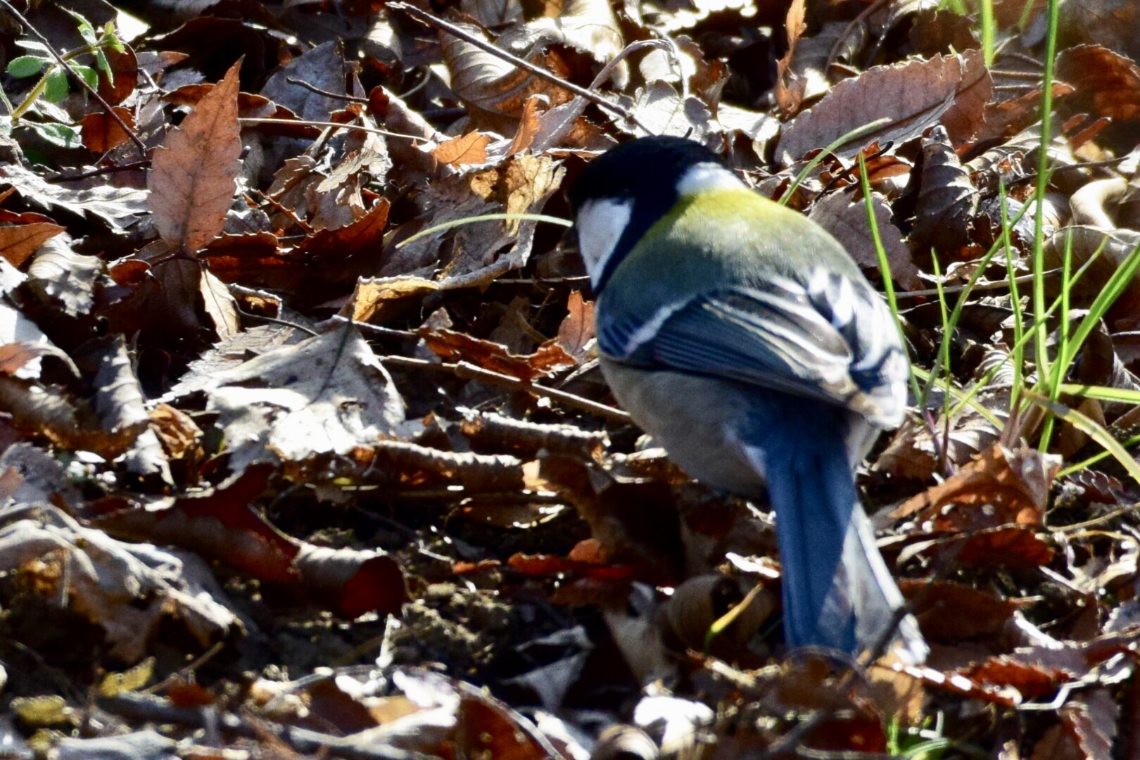 Photo of Japanese Tit at 郷土の森公園(府中市) by Buchiaz