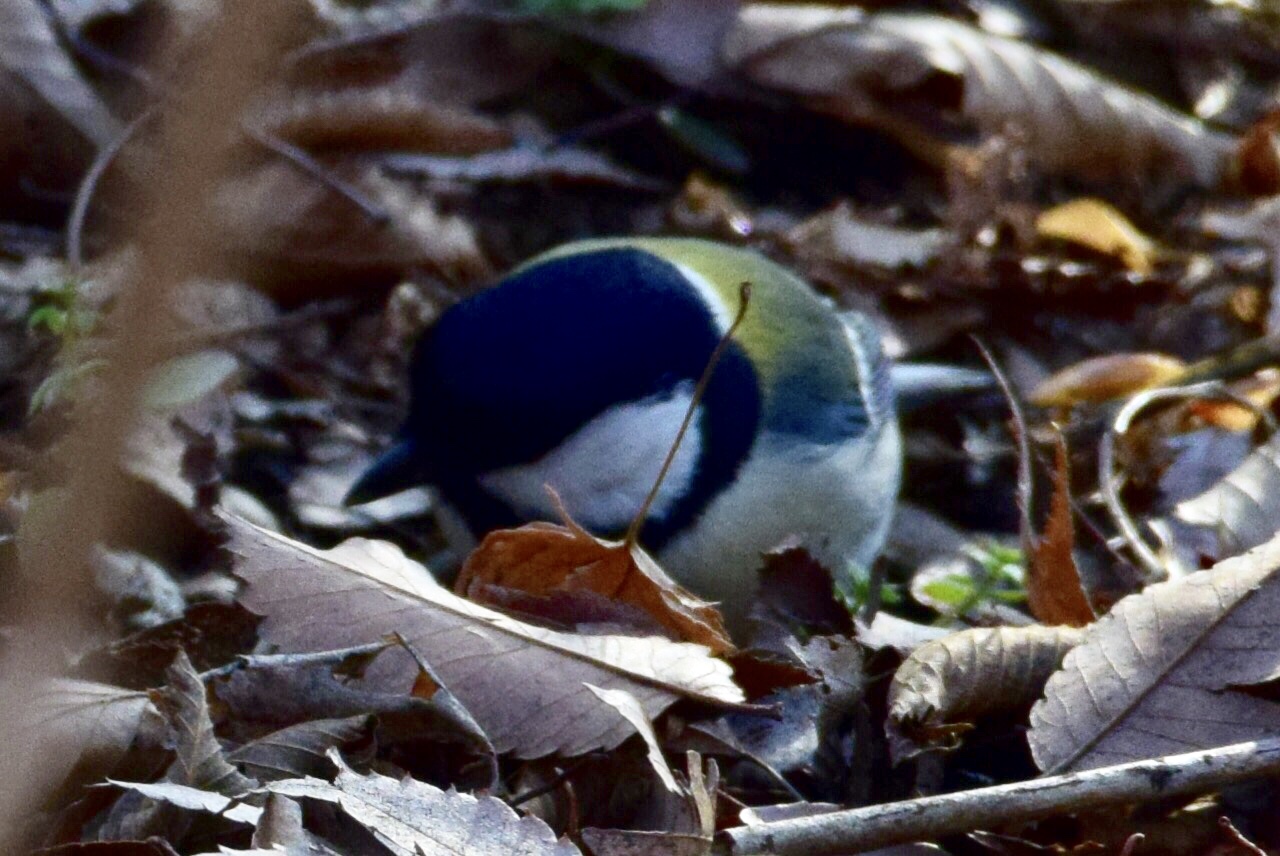 シジュウカラ