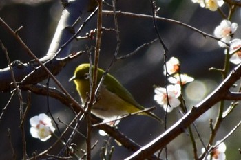 Warbling White-eye 郷土の森公園(府中市) Sat, 2/16/2019