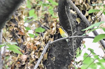 Sun, 5/7/2017 Birding report at Koishikawa Botanic Garden