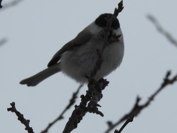 ハシブトガラ 前田森林公園(札幌市) 2019年2月17日(日)