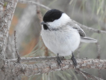 ハシブトガラ 前田森林公園(札幌市) 2019年2月17日(日)