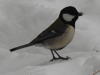 シジュウカラ 前田森林公園(札幌市) 2019年2月17日(日)