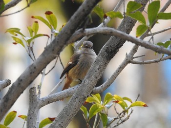 ジョウビタキ 東高根森林公園 2019年2月16日(土)