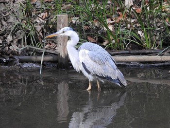 アオサギ 東高根森林公園 2019年2月16日(土)