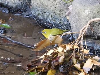 メジロ 東高根森林公園 2019年2月16日(土)