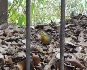 Red-billed Leiothrix 布引 Sun, 2/17/2019