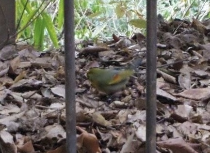 Photo of Red-billed Leiothrix at 布引 by smallfield