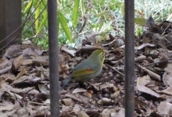 Red-billed Leiothrix 布引 Sun, 2/17/2019