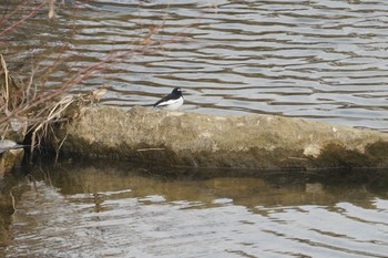 Japanese Wagtail 道場 Sat, 2/16/2019