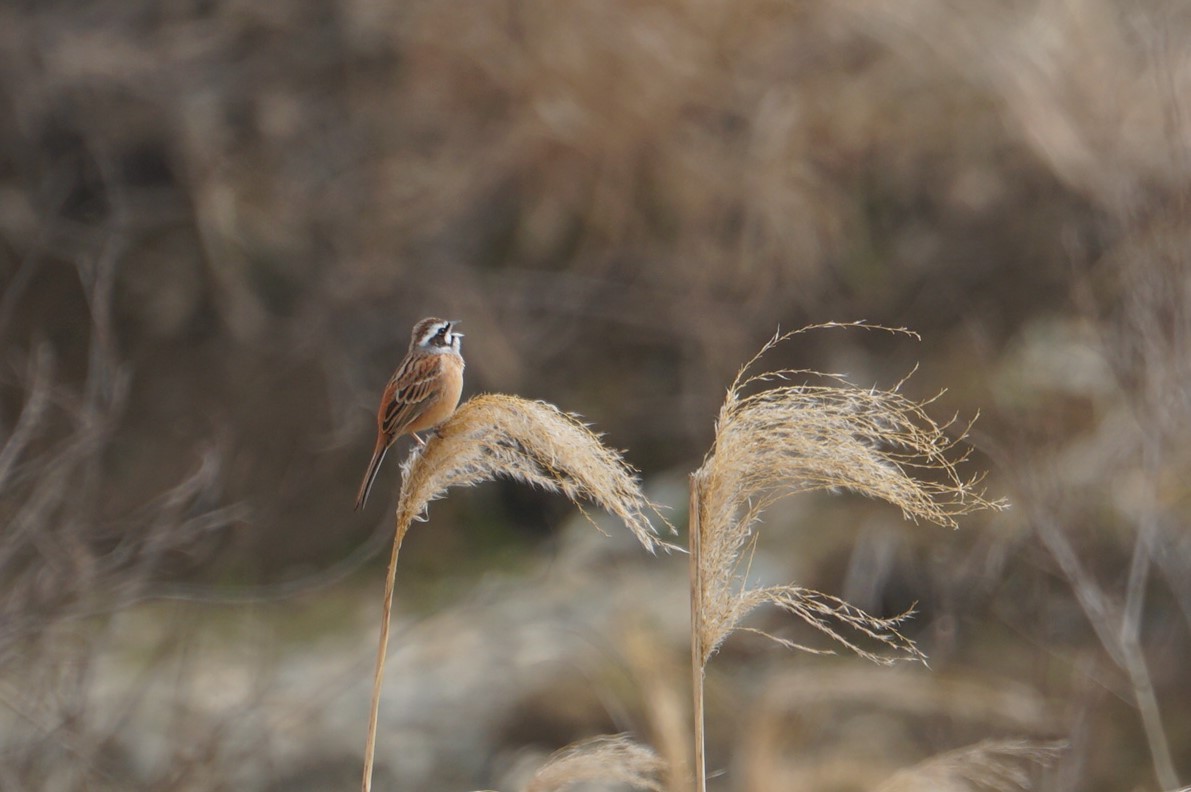 Photo of Meadow Bunting at 道場 by マル