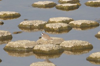 Long-billed Plover 道場 Sat, 2/16/2019