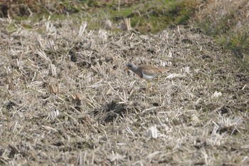 Grey-headed Lapwing 道場 Sat, 2/16/2019