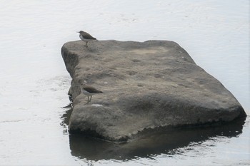 Green Sandpiper 道場 Sat, 2/16/2019