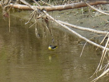 Grey Wagtail 淀川河川公園 Sun, 2/17/2019